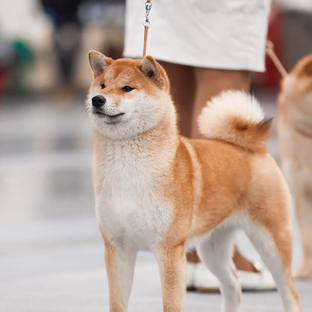 2020. SHIOMARU Shiba and Akita Inu Kennel