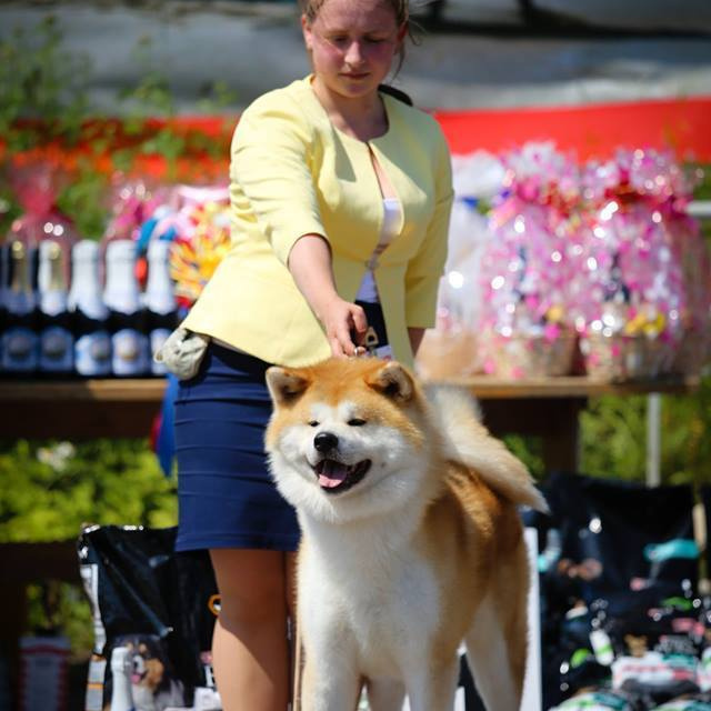 Dog show 2017. SHIOMARU Питомник сиба и акита-ину
