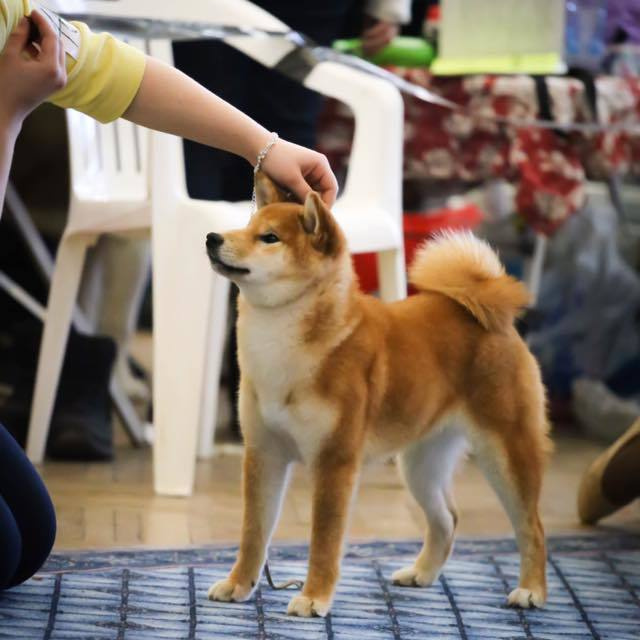 Dog show 2017. SHIOMARU Питомник сиба и акита-ину