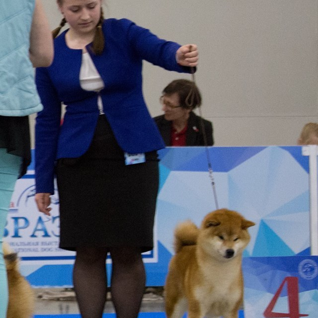 Dog show 2018. SHIOMARU Питомник сиба и акита-ину