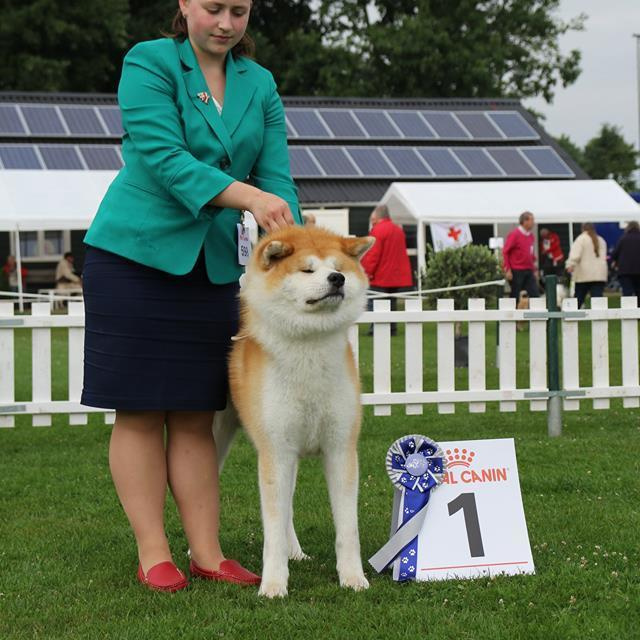 Dog show 2017. SHIOMARU Питомник сиба и акита-ину