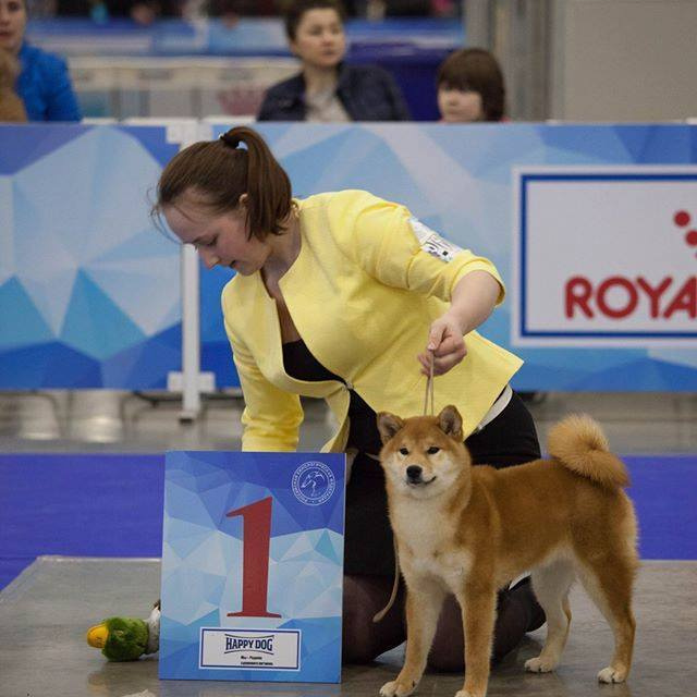 Dog show 2017. SHIOMARU Питомник сиба и акита-ину