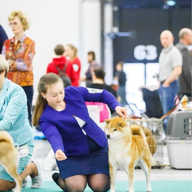 Dog show 2018. SHIOMARU Питомник сиба и акита-ину