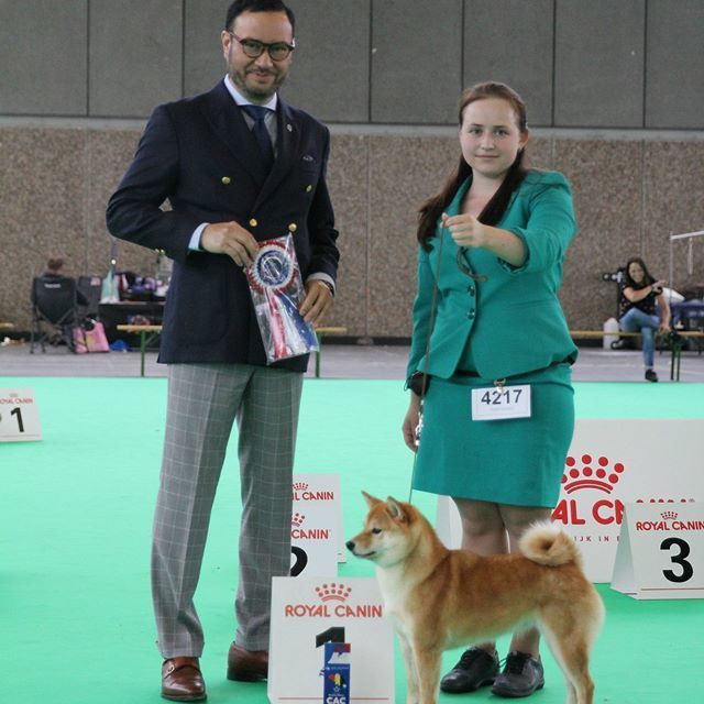Dog show 2018. SHIOMARU Питомник сиба и акита-ину