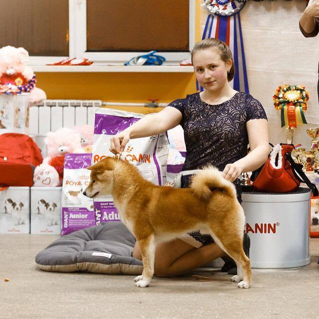 Dog show 2016. SHIOMARU Питомник сиба и акита-ину