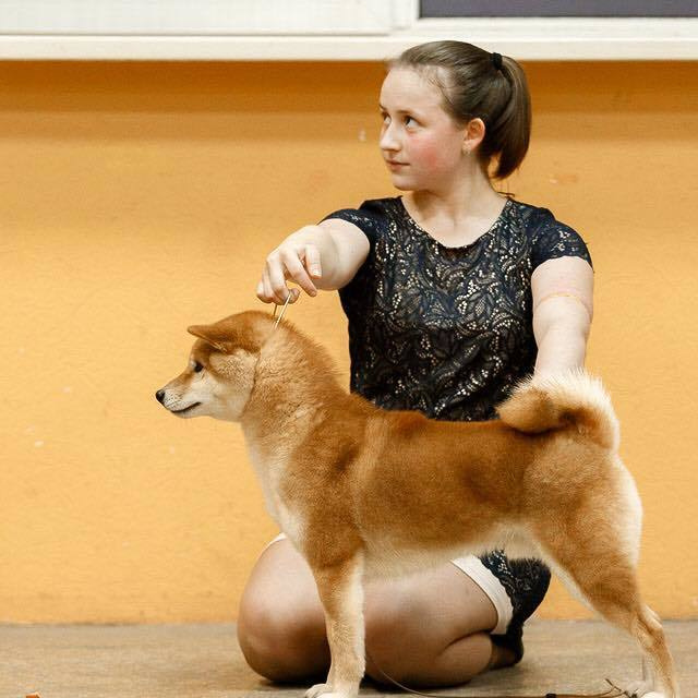 Dog show 2016. SHIOMARU Питомник сиба и акита-ину