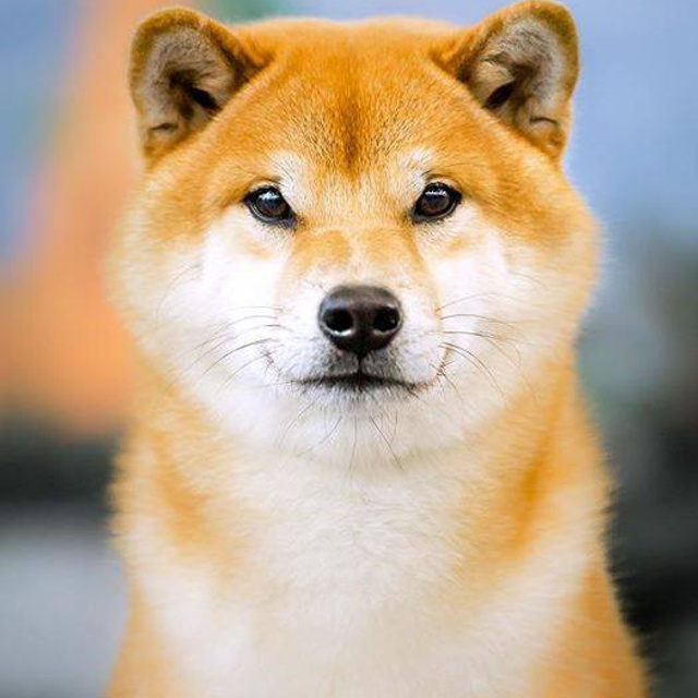 Dog show 2016. SHIOMARU Питомник сиба и акита-ину