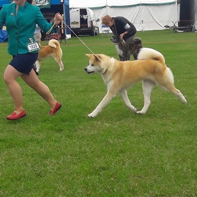 Dog show 2017. SHIOMARU Питомник сиба и акита-ину
