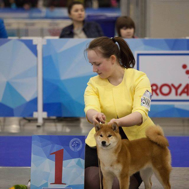 SHIOMARU BRENDI. SHIOMARU Shiba and Akita Inu Kennel