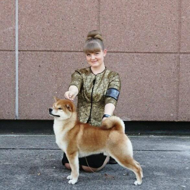 Dog show 2016. SHIOMARU Питомник сиба и акита-ину