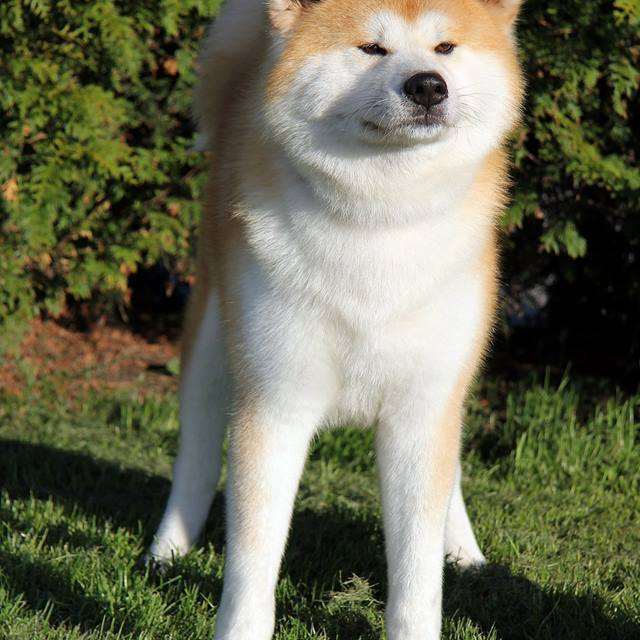 Dog show 2017. SHIOMARU Питомник сиба и акита-ину