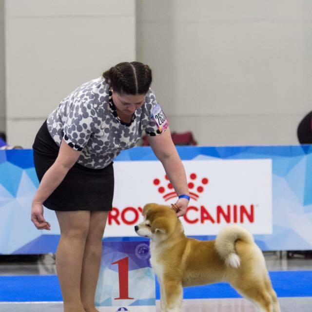 ПОМЕТ K. SHIOMARU Питомник сиба и акита-ину