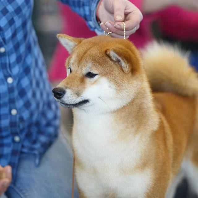 Выпускники питомника. SHIOMARU Питомник сиба и акита-ину