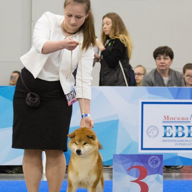 Dog show 2018. SHIOMARU Питомник сиба и акита-ину