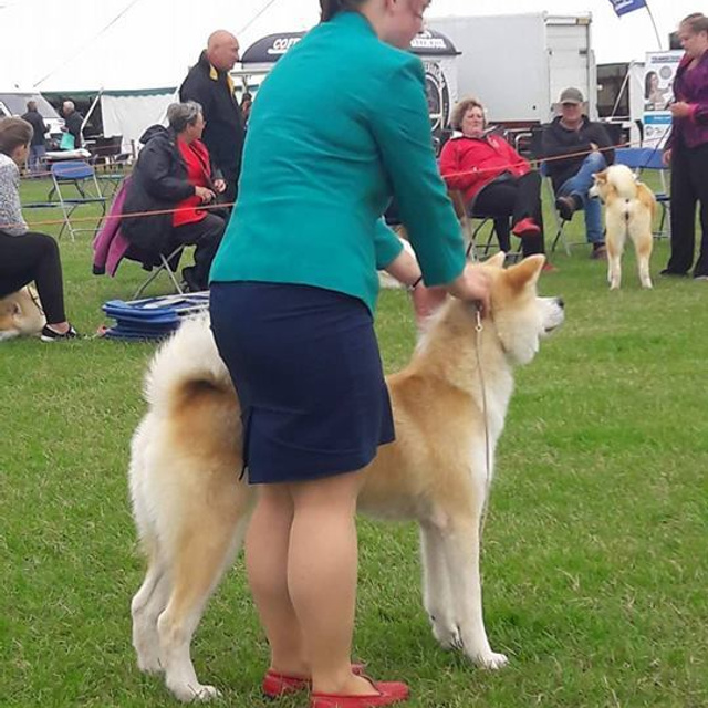 Dog show 2017. SHIOMARU Питомник сиба и акита-ину