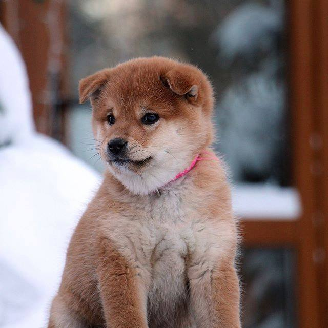 SHIOMARU BRENDI. SHIOMARU Shiba and Akita Inu Kennel