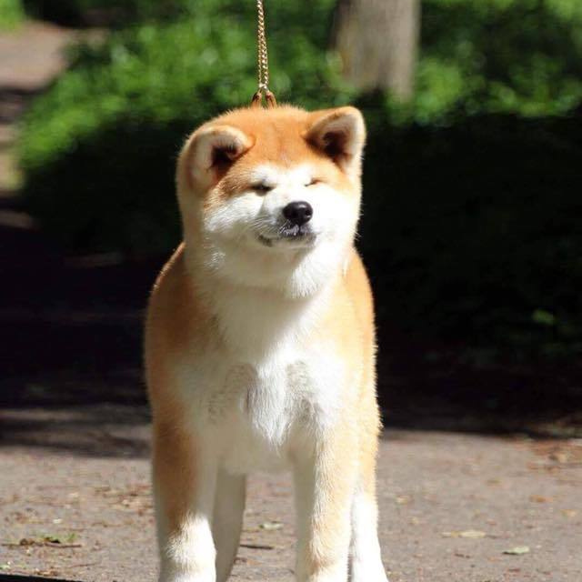 ПОМЕТ K. SHIOMARU Питомник сиба и акита-ину