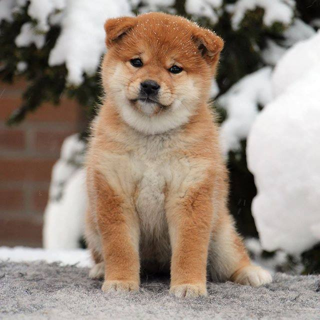 SHIOMARU BRENDI. SHIOMARU Shiba and Akita Inu Kennel