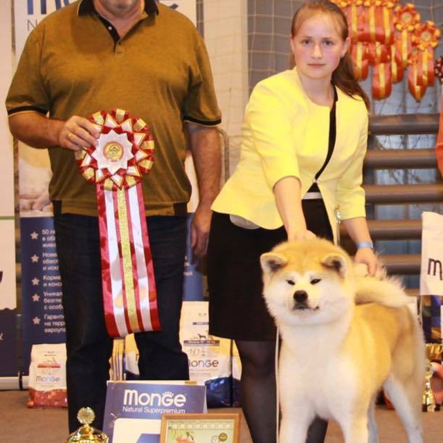 Dog show 2017. SHIOMARU Питомник сиба и акита-ину