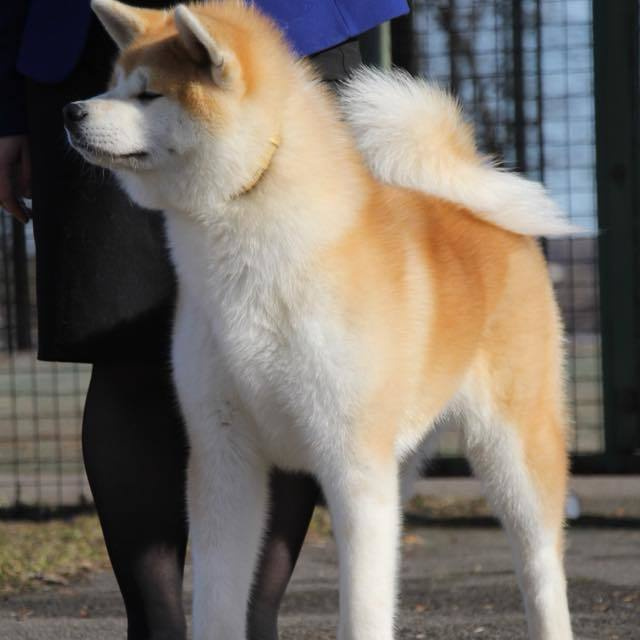 Dog show 2018. SHIOMARU Питомник сиба и акита-ину