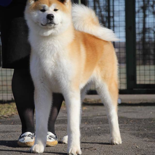Dog show 2018. SHIOMARU Питомник сиба и акита-ину