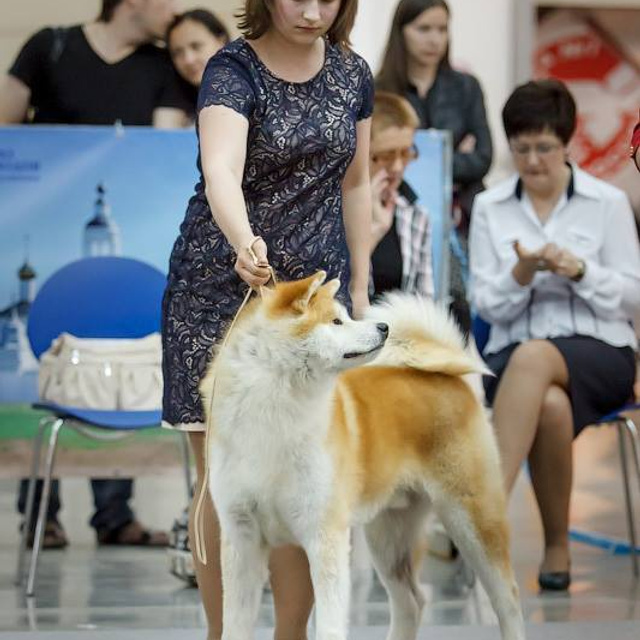 Dog show 2016. SHIOMARU Питомник сиба и акита-ину