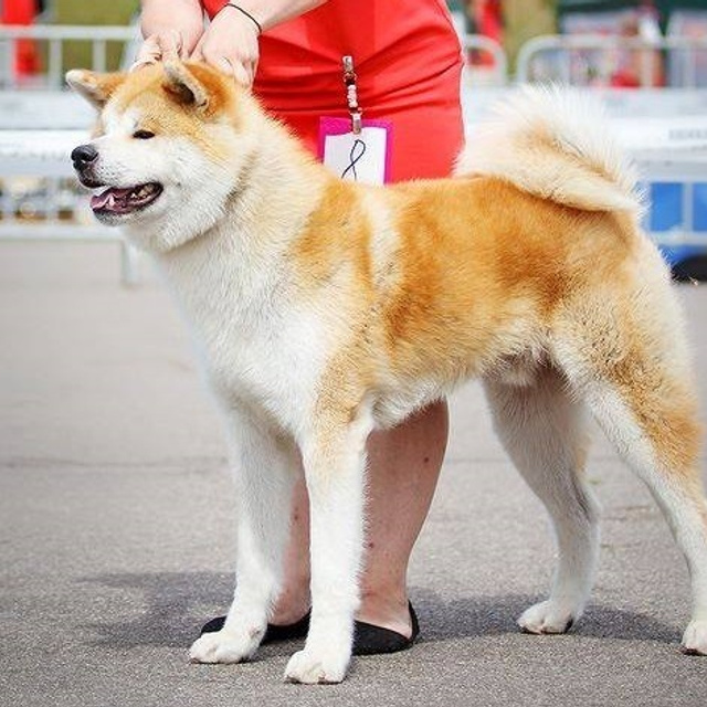 Dog show 2016. SHIOMARU Питомник сиба и акита-ину