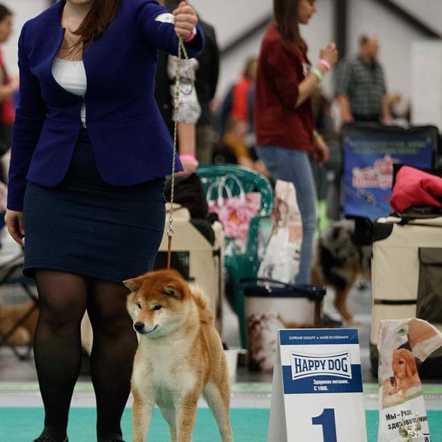 Dog show 2018. SHIOMARU Питомник сиба и акита-ину