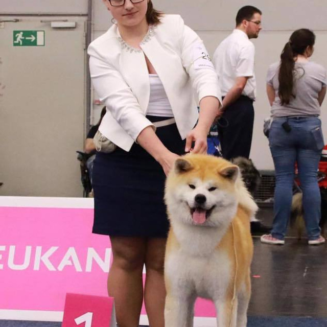 Dog show 2017. SHIOMARU Питомник сиба и акита-ину
