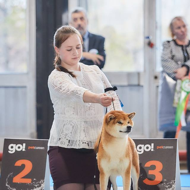 Dog show 2018. SHIOMARU Питомник сиба и акита-ину
