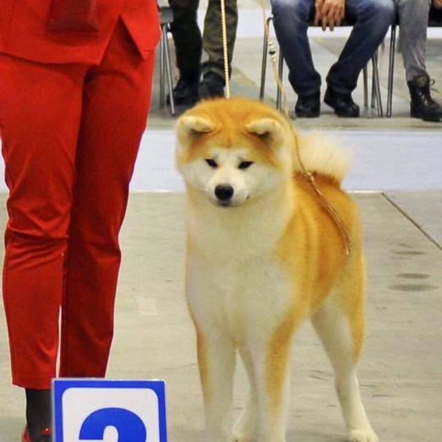 Выпускники питомника. SHIOMARU Питомник сиба и акита-ину