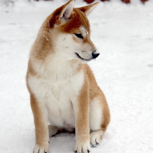 ПОМЕТ G. SHIOMARU Питомник сиба и акита-ину