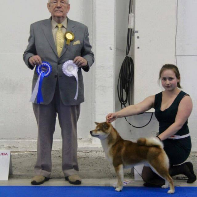 Dog show 2017. SHIOMARU Питомник сиба и акита-ину