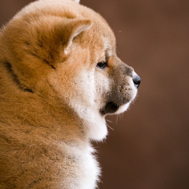 ПОМЕТ I. SHIOMARU Питомник сиба и акита-ину