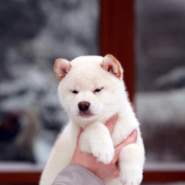 ПОМЕТ О. SHIOMARU Питомник сиба и акита-ину