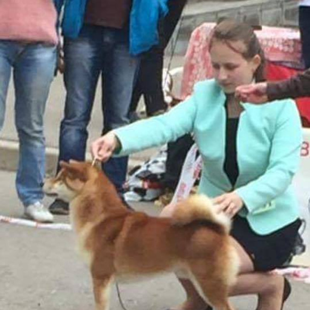 Dog show 2016. SHIOMARU Питомник сиба и акита-ину