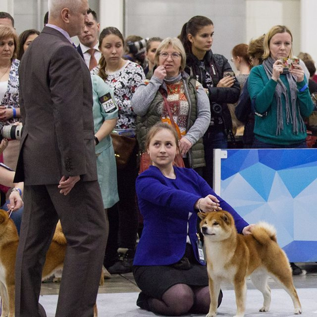 Dog show 2017. SHIOMARU Питомник сиба и акита-ину