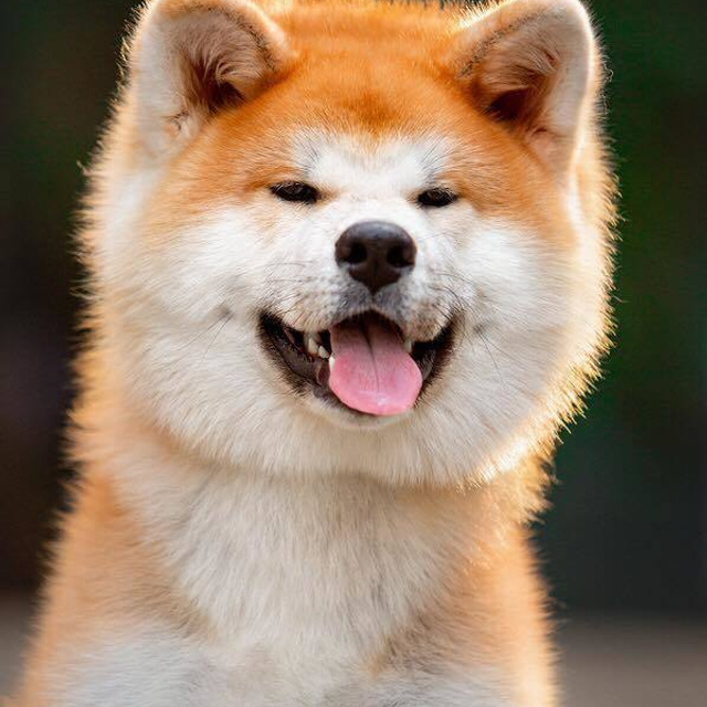 ПОМЕТ K. SHIOMARU Питомник сиба и акита-ину