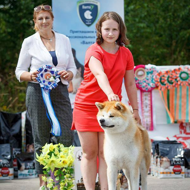 Dog show 2016. SHIOMARU Питомник сиба и акита-ину
