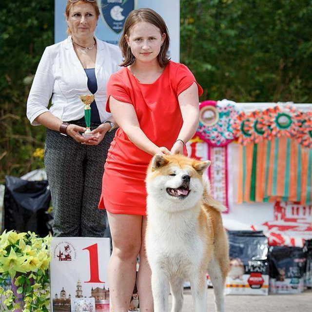 Dog show 2016. SHIOMARU Питомник сиба и акита-ину