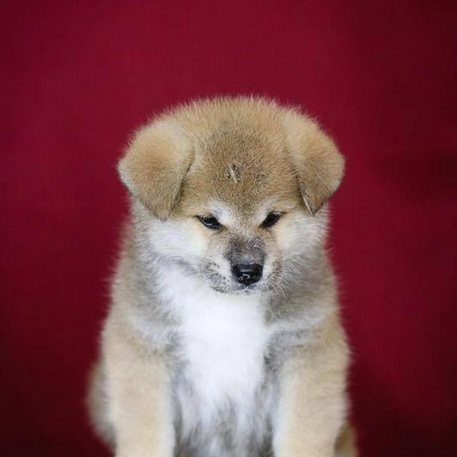 ПОМЕТ K. SHIOMARU Питомник сиба и акита-ину