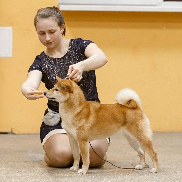Dog show 2016. SHIOMARU Питомник сиба и акита-ину