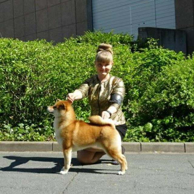 Dog show 2016. SHIOMARU Питомник сиба и акита-ину