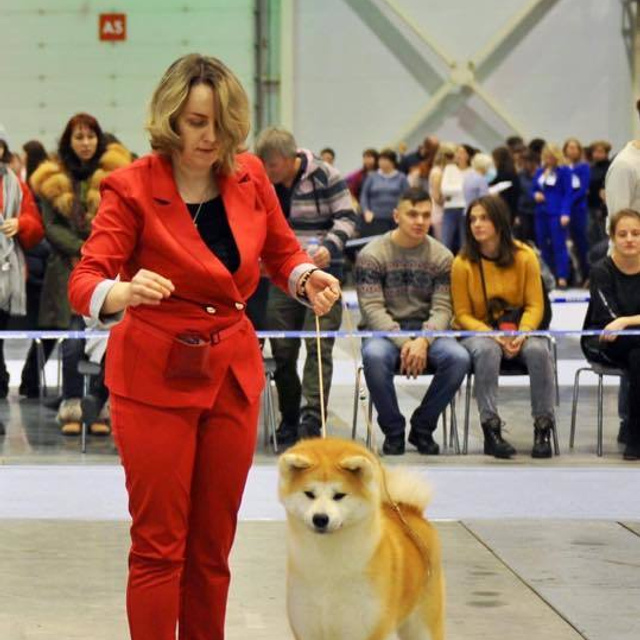 Выпускники питомника. SHIOMARU Питомник сиба и акита-ину