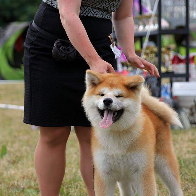Dog show 2018. SHIOMARU Питомник сиба и акита-ину