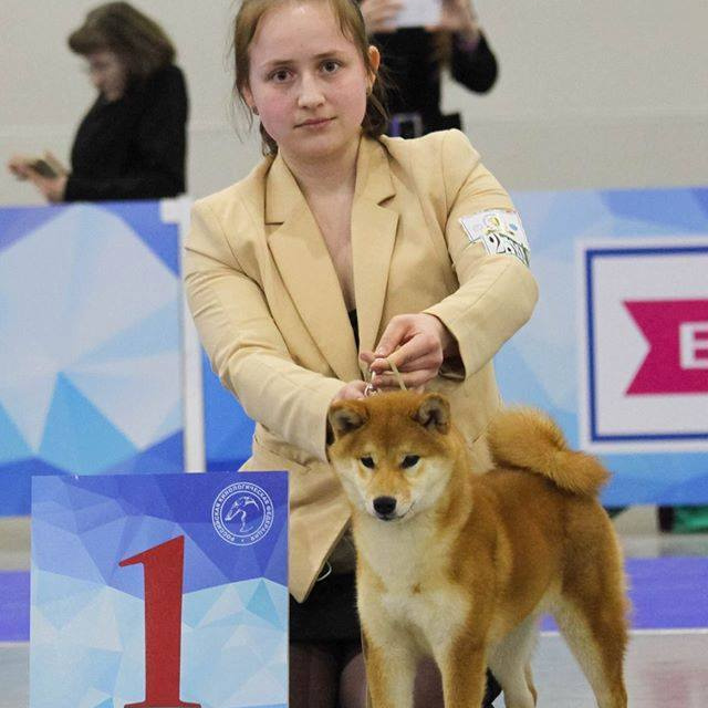 Dog show 2017. SHIOMARU Питомник сиба и акита-ину
