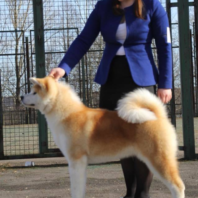 Dog show 2018. SHIOMARU Питомник сиба и акита-ину