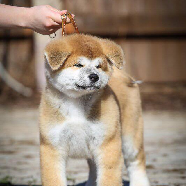 ПОМЕТ K. SHIOMARU Питомник сиба и акита-ину