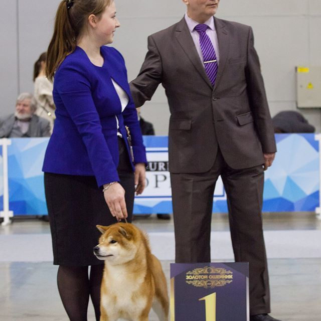 Dog show 2017. SHIOMARU Питомник сиба и акита-ину