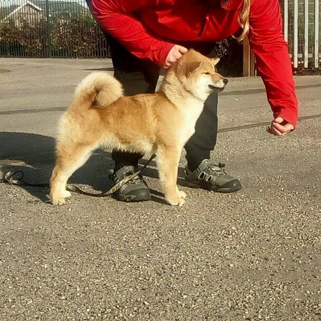 ПОМЕТ A. SHIOMARU Питомник сиба и акита-ину